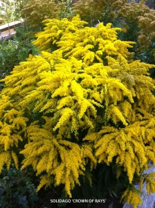 Solidago 'Crown of Rays' -  blooming